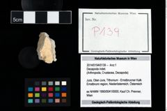 Foto (Objekt + Etikett) von Decapoda indet.  (NHMW-GEO-2014-0194-0139)